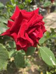 红色月季花