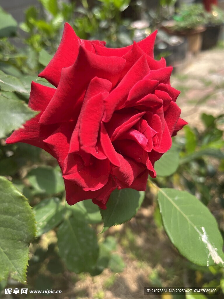 红色月季花
