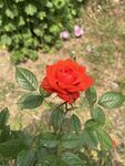 红色的花