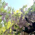 紫藤花