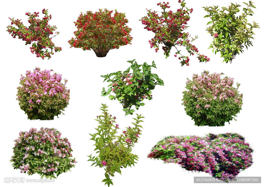 锦带花