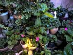 室内绿植景观与装饰摆件