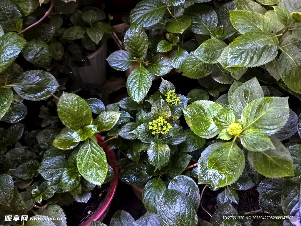 翠绿叶片簇拥的清新植物
