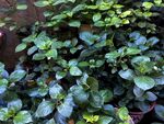 翠绿繁茂的盆栽植物