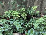 绿叶繁茂的植物景观