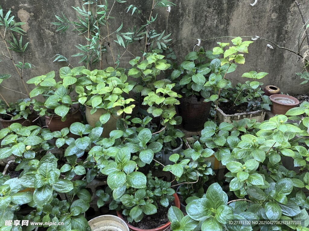 绿叶繁茂的植物景观