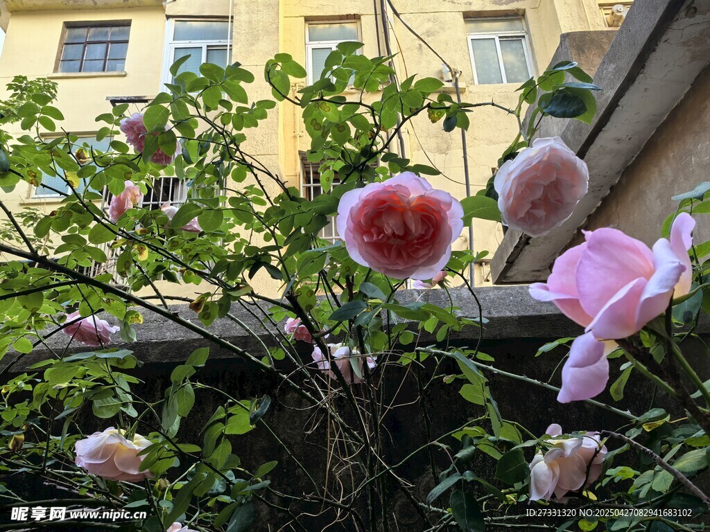 窗前绽放的娇艳月季花