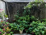 小院绿植一角