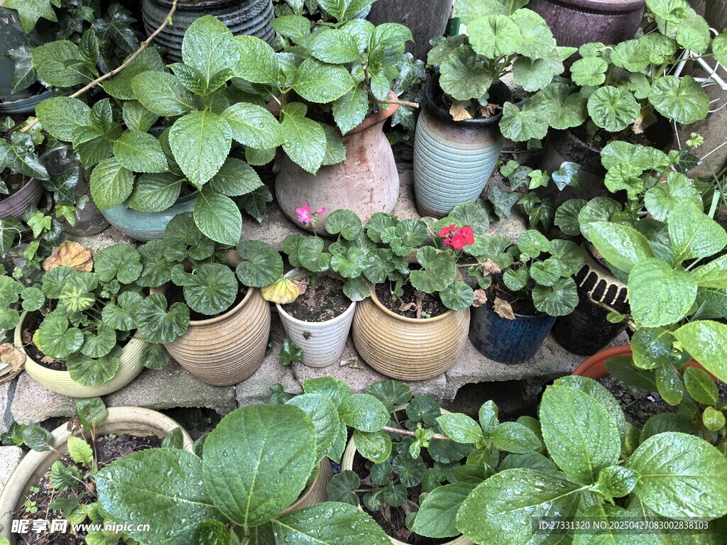 多彩盆栽装点绿意空间