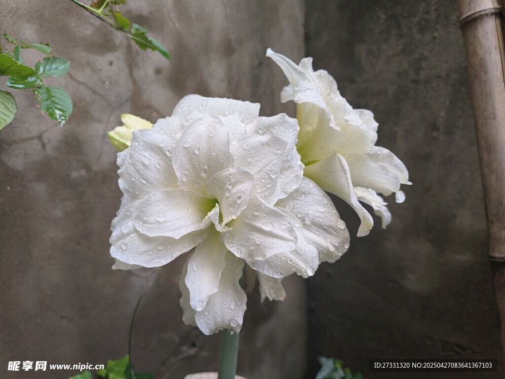 朱顶红