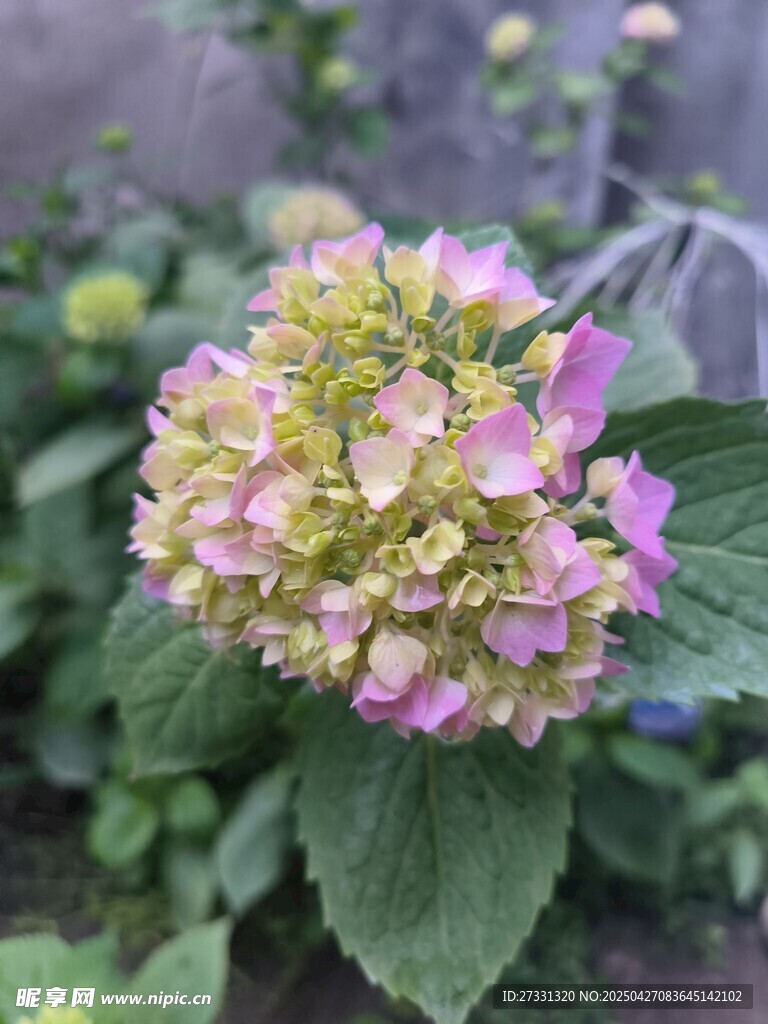 多彩绣球花绽放