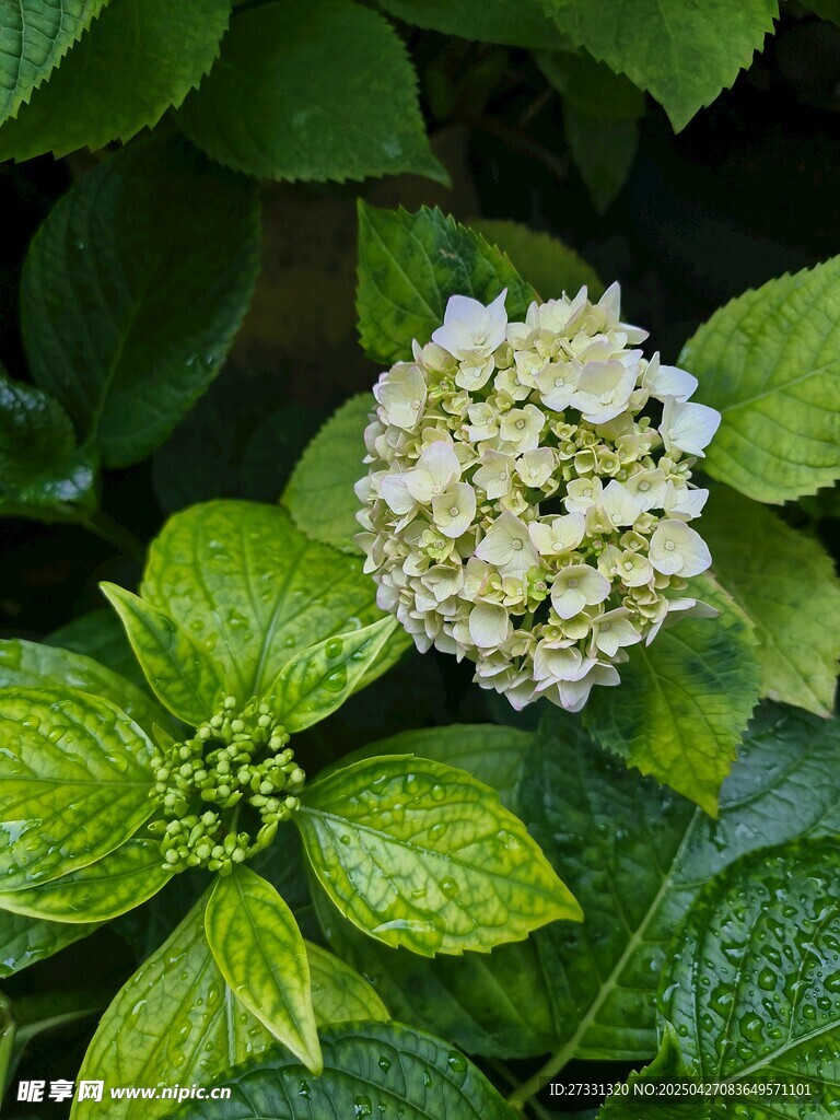绿叶丛中的白色绣球花