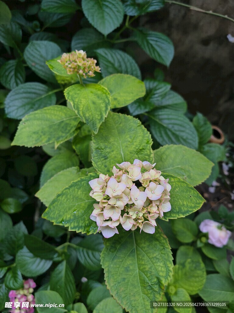 绣球花