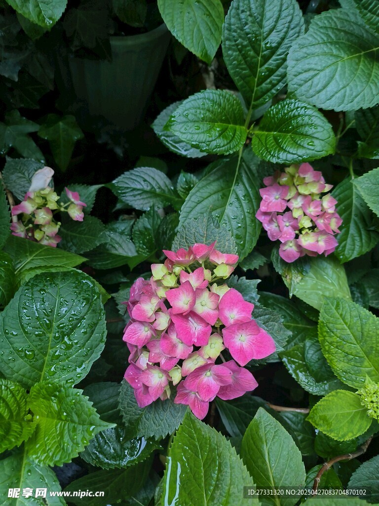 绿叶丛中的娇艳绣球花