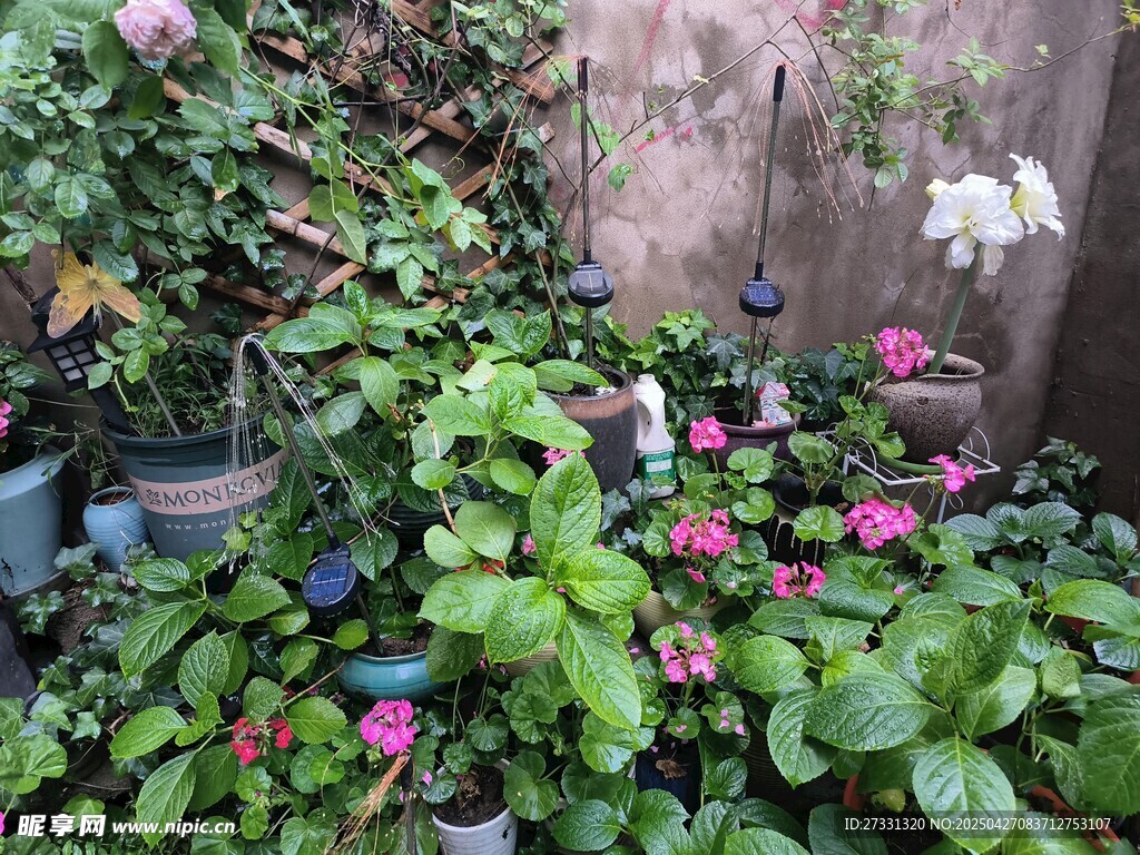 庭院绿植花卉生机勃勃