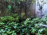 墙边繁茂绿植景观