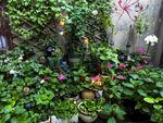 庭院绿植花卉景致