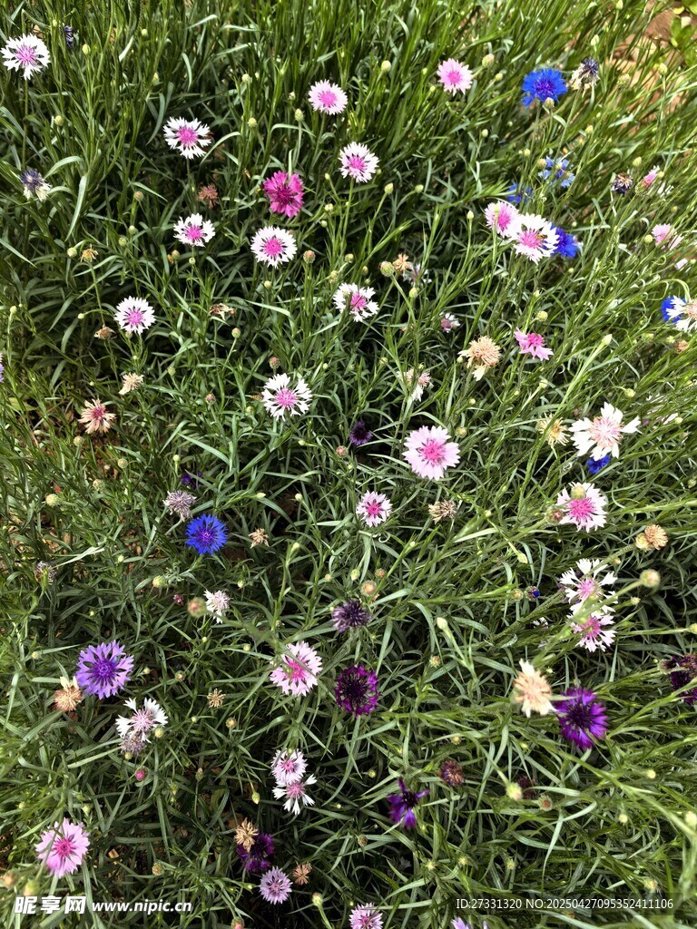 矢车菊花海