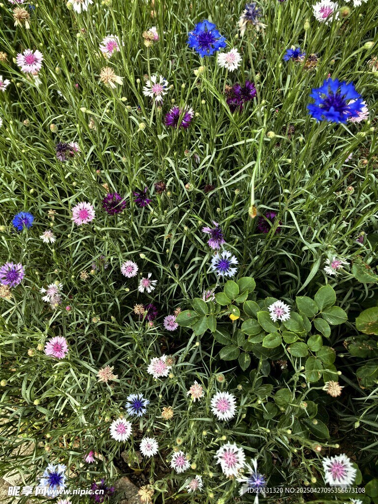 矢车菊