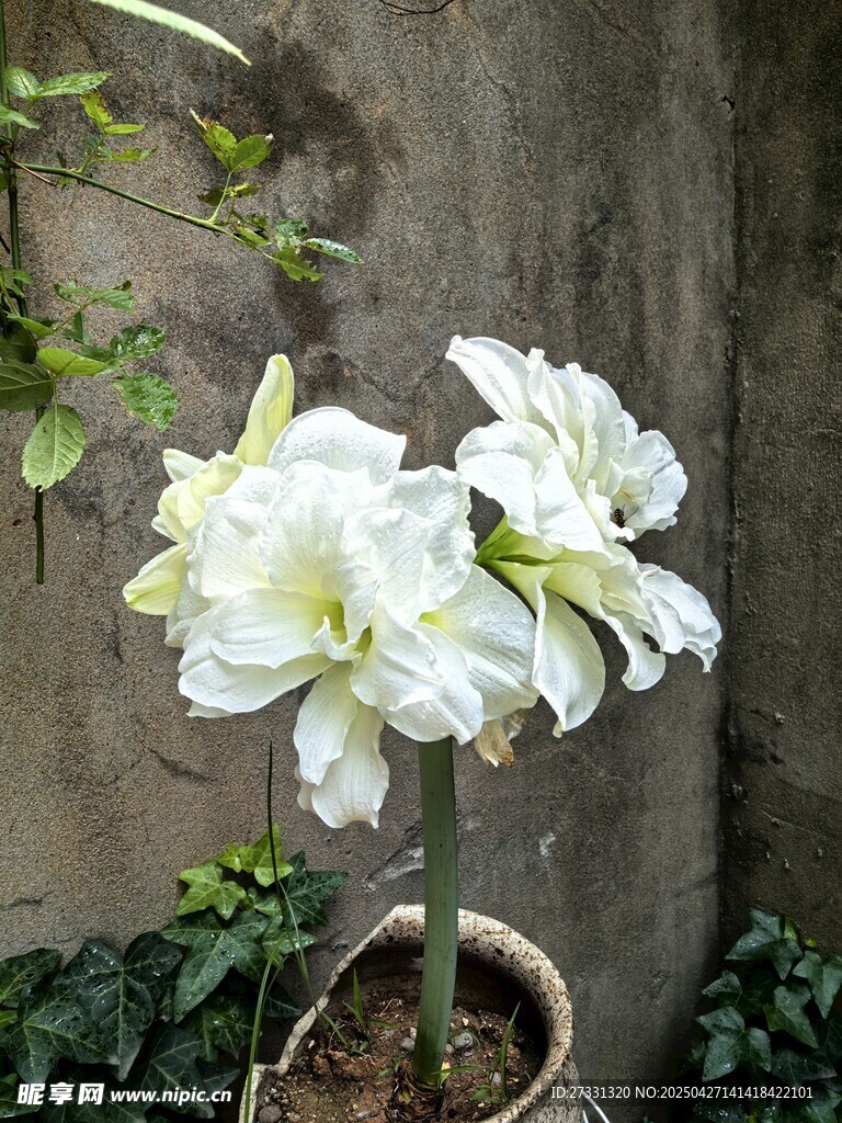 白色朱顶红