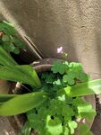 盆栽绿植中的清新小花