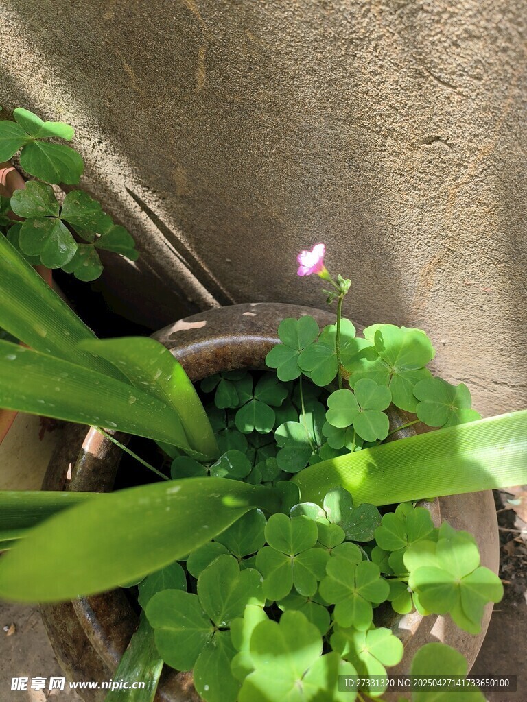 盆栽绿植中的清新小花