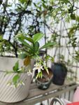 风车茉莉