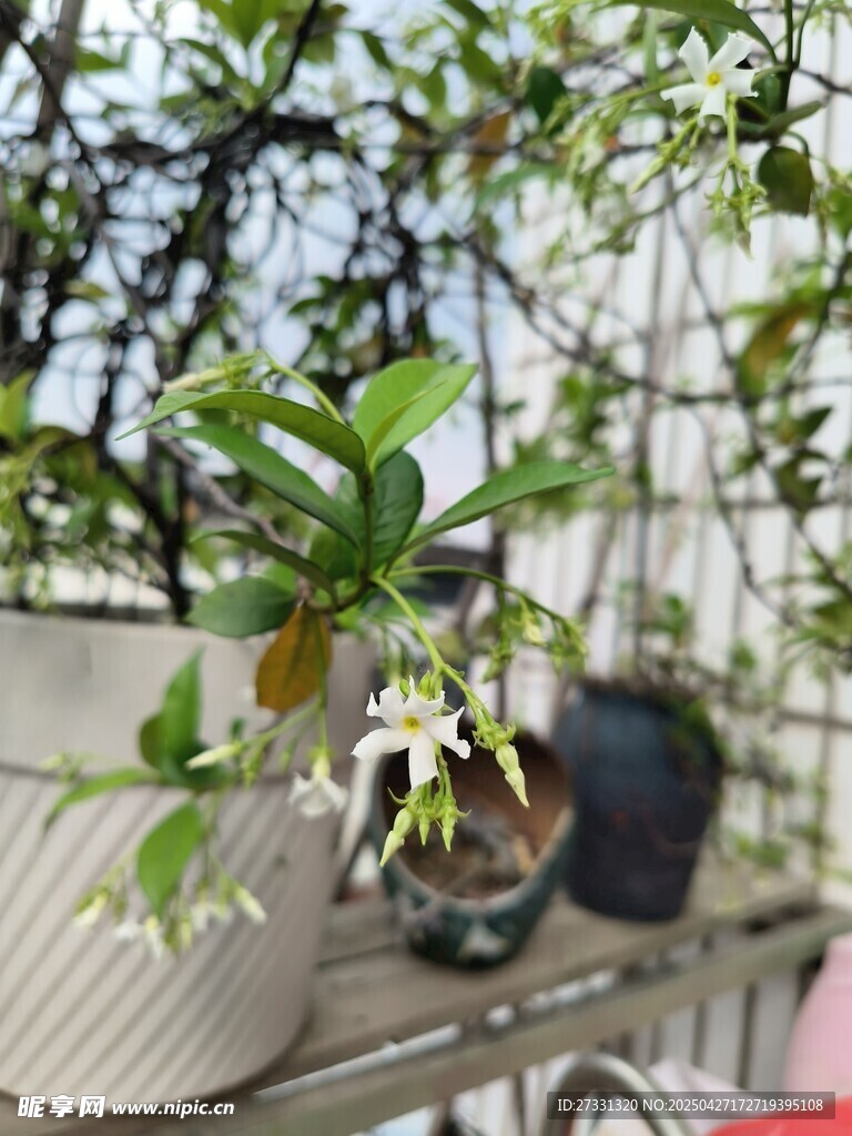 风车茉莉