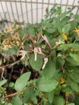 金银花