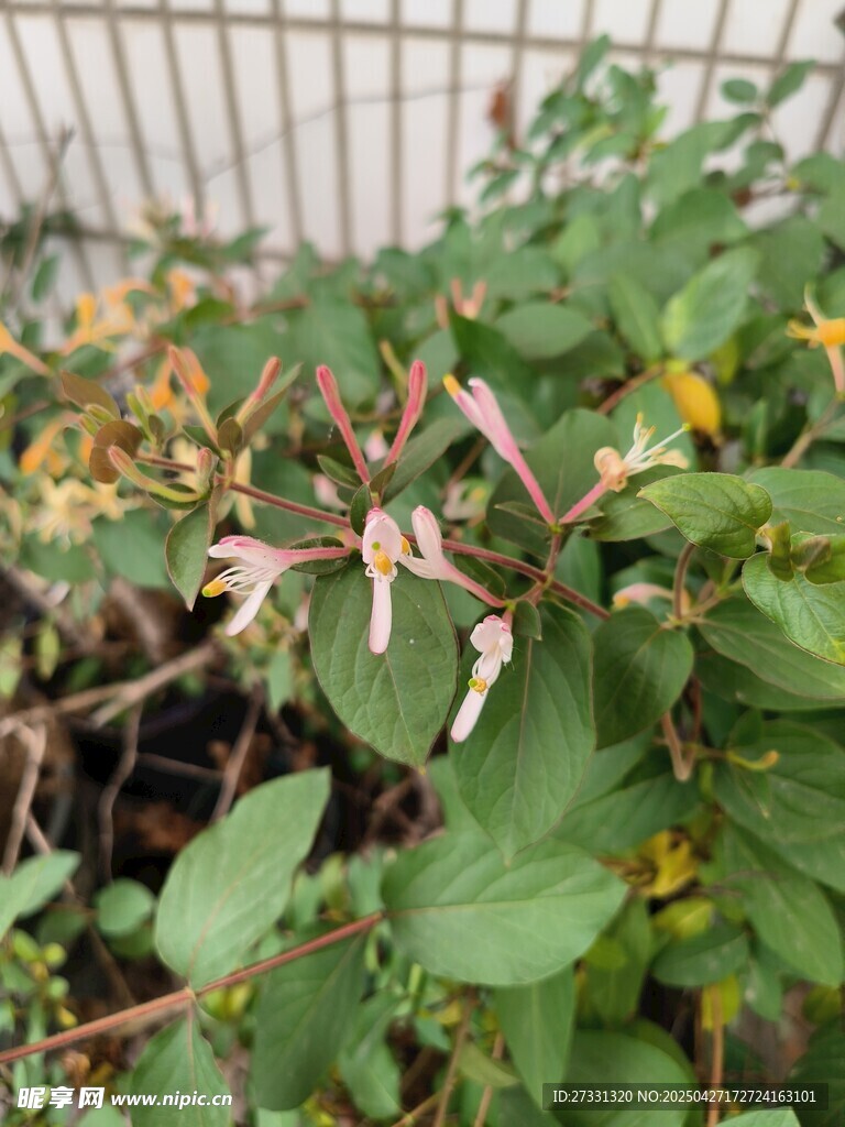 金银花