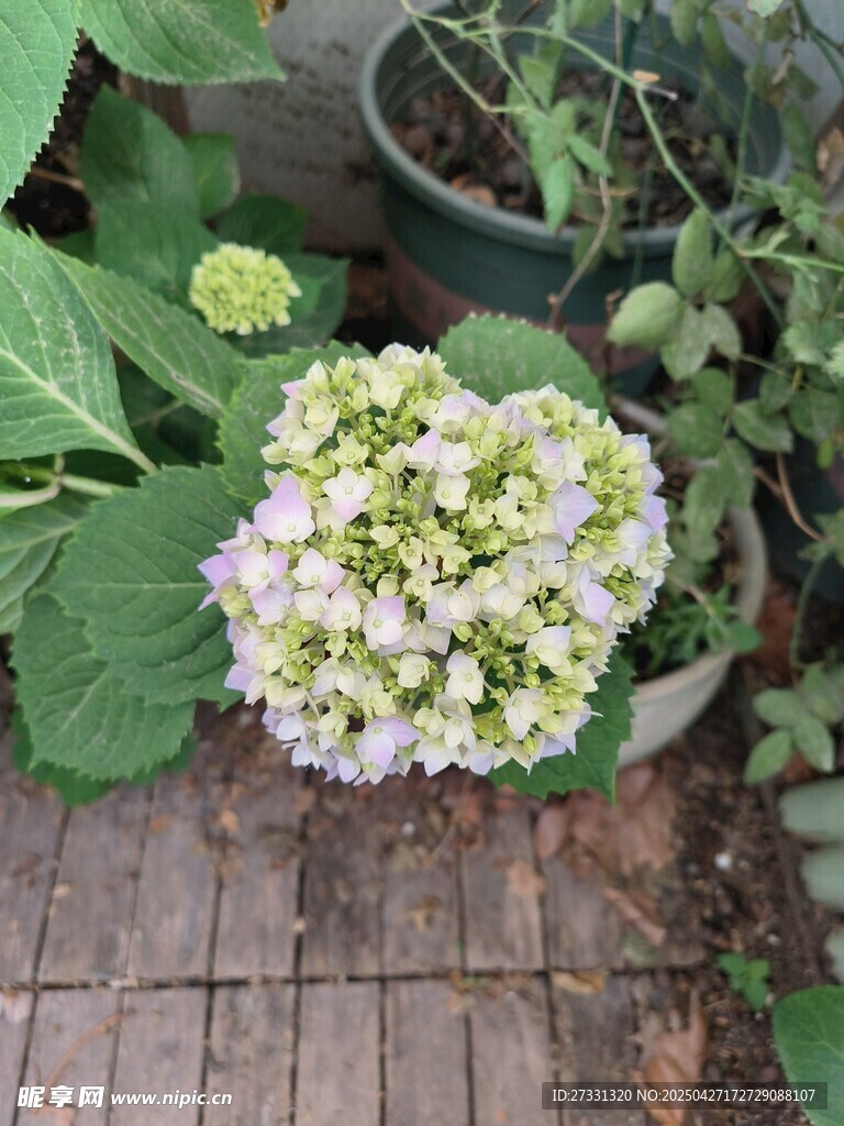 木台上的清新绣球花