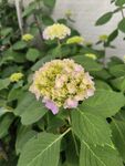 清新绣球花绽放绿叶间