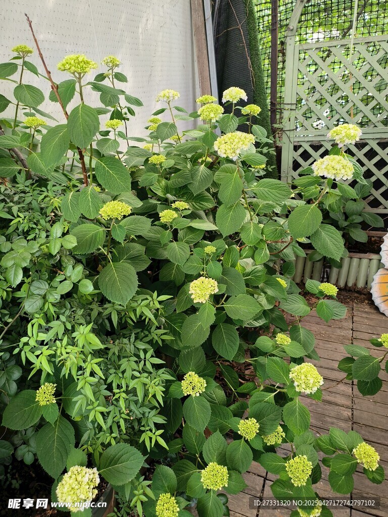 绿叶黄花的绣球花植株