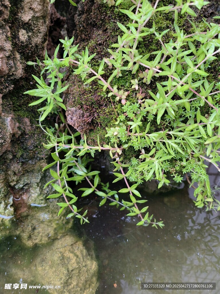 溪边嫩绿植物生机盎然