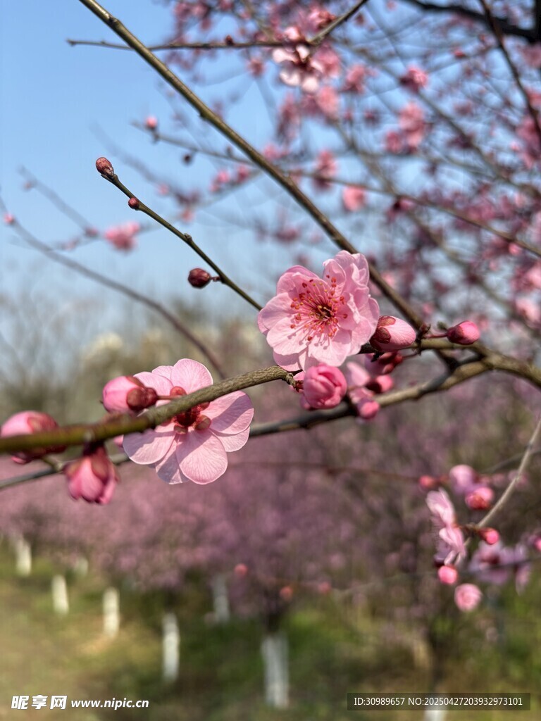 枝头绽放的粉嫩梅花
