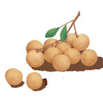 枝头龙眼图