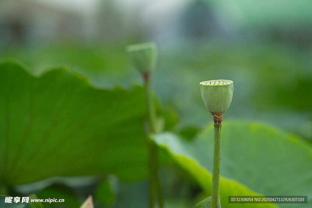 含苞待放的清新小荷