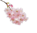 粉嫩樱花绽放枝头