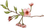 手绘粉色桃花枝