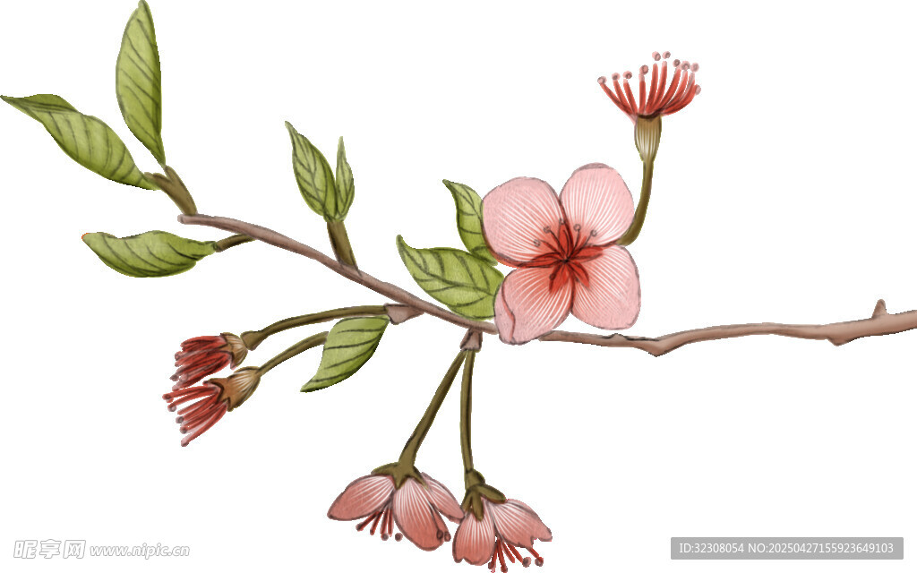 手绘粉色桃花枝