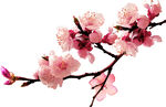 粉色桃花枝