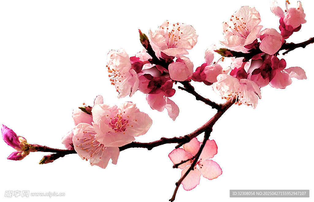 粉色桃花枝