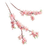 粉色桃花枝特写