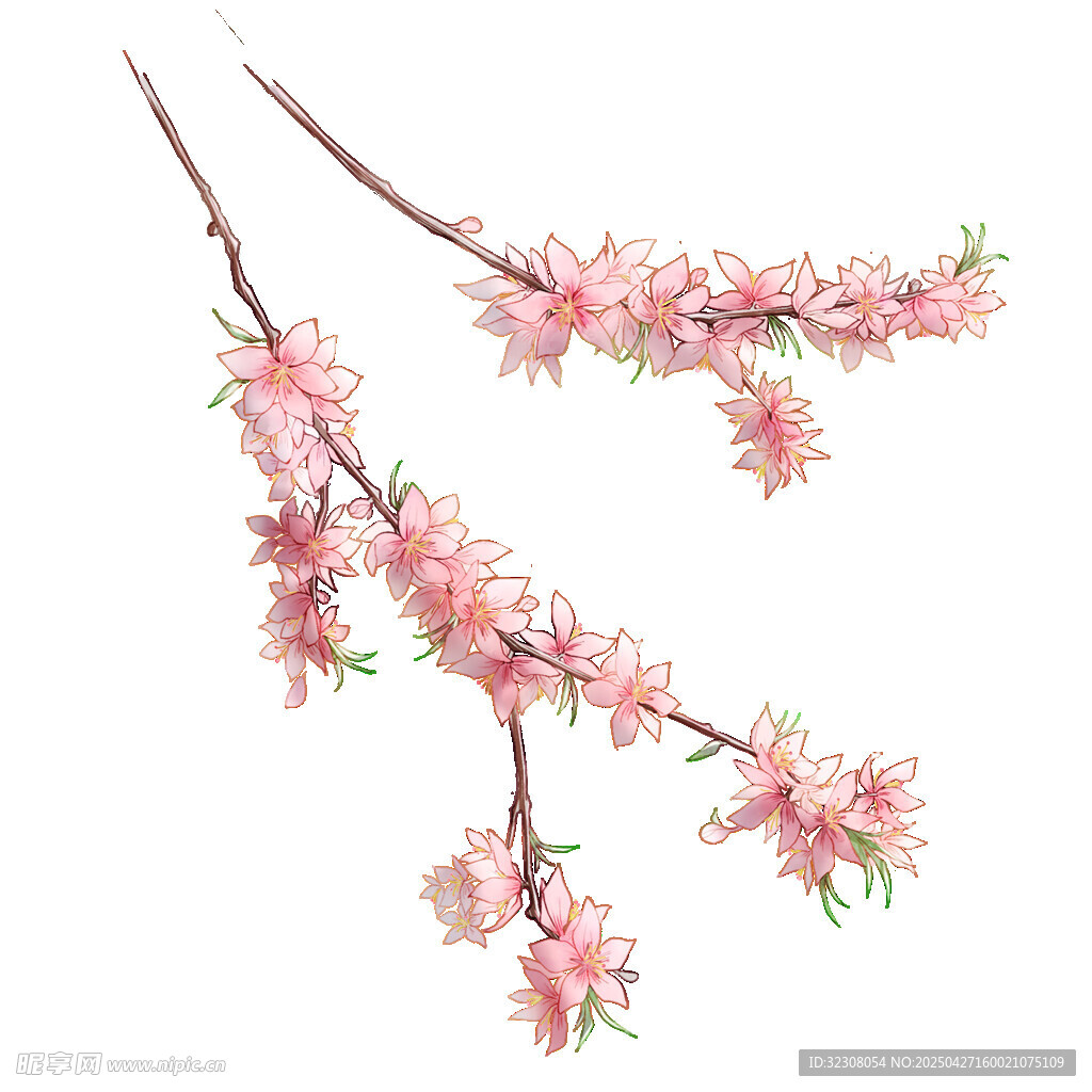 粉色桃花枝特写