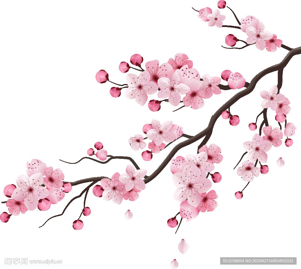 粉色樱花枝绽放美丽花朵