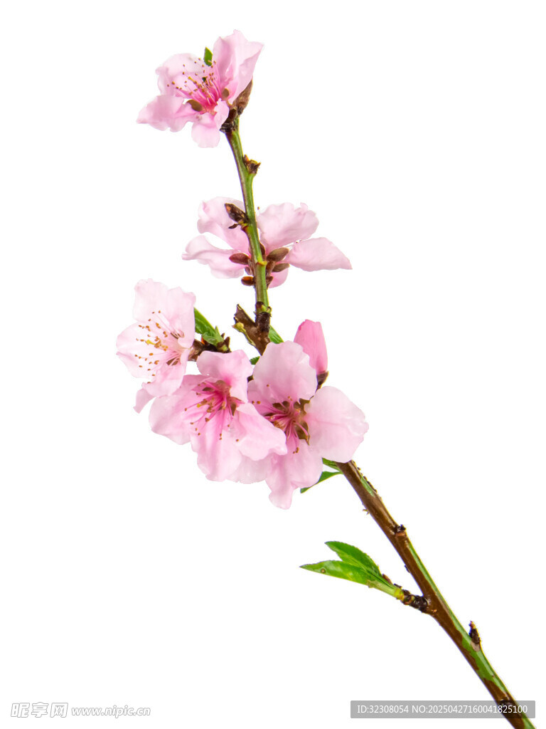一枝粉嫩桃花绽放