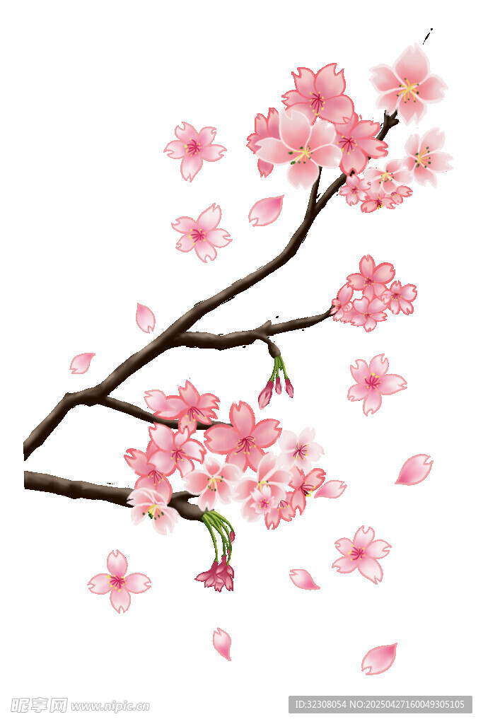 绽放的粉色樱花枝
