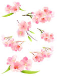 粉色樱花花朵与绿叶组合