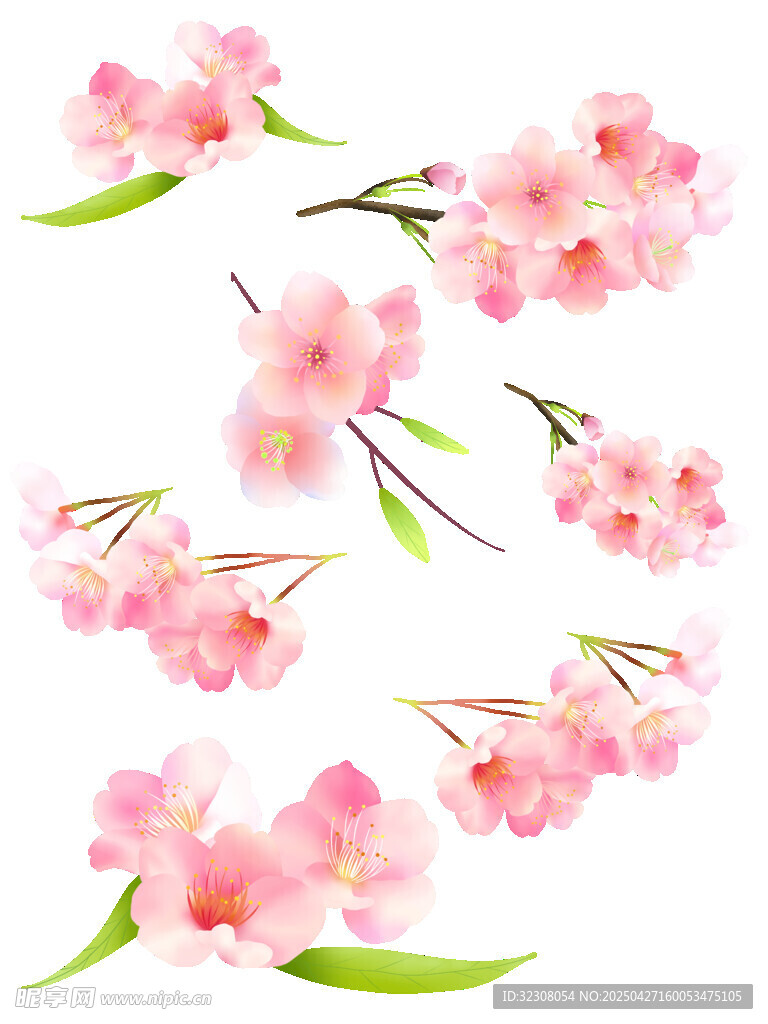 粉色樱花花朵与绿叶组合