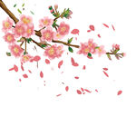 粉色桃花枝花瓣飘落